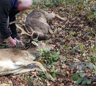 Two deer tangled together