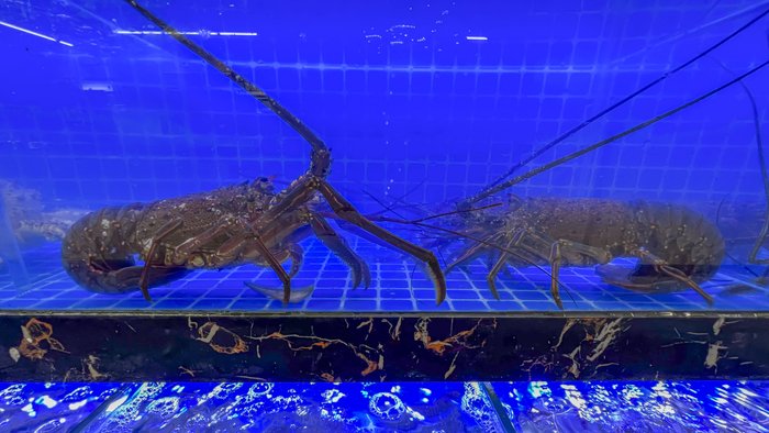 Two lobsters