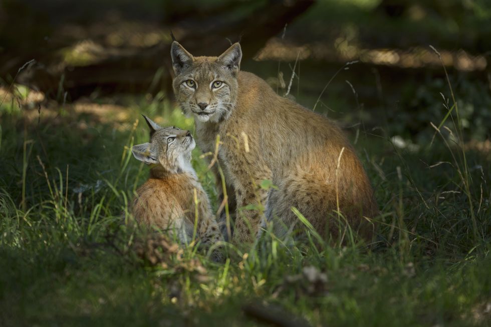Two lynx