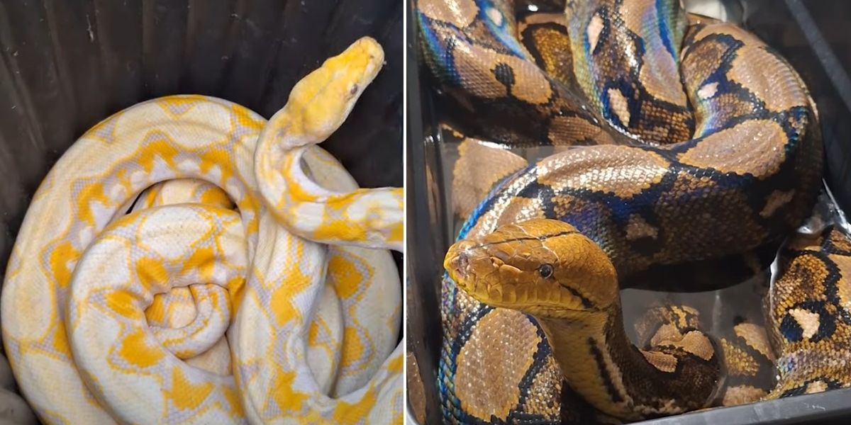 Police issue urgent warning for 18ft python on the loose after being abandoned by owner Police issue urgent warning for 18ft python on the loose after being abandoned by owner