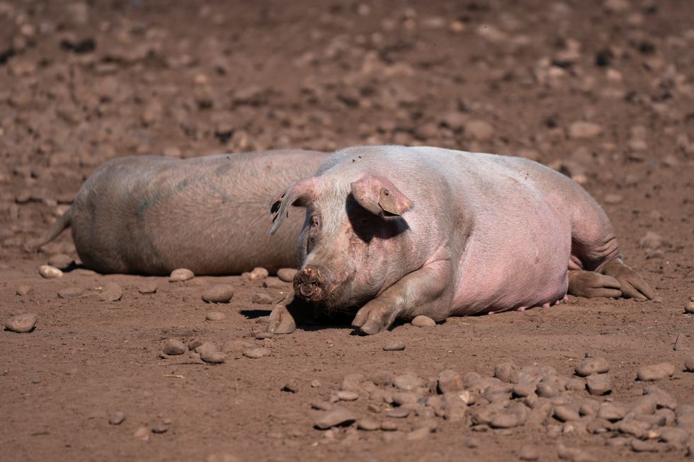 Two pigs in Staffordshire