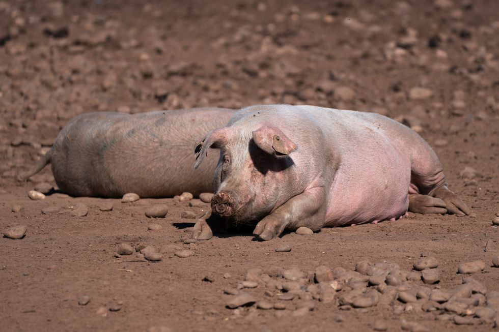 Two pigs lay in a field.
