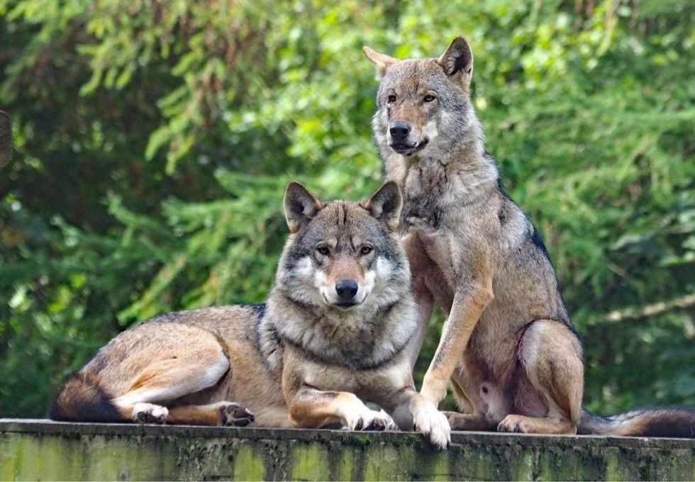 Two wolves sitting on some wood