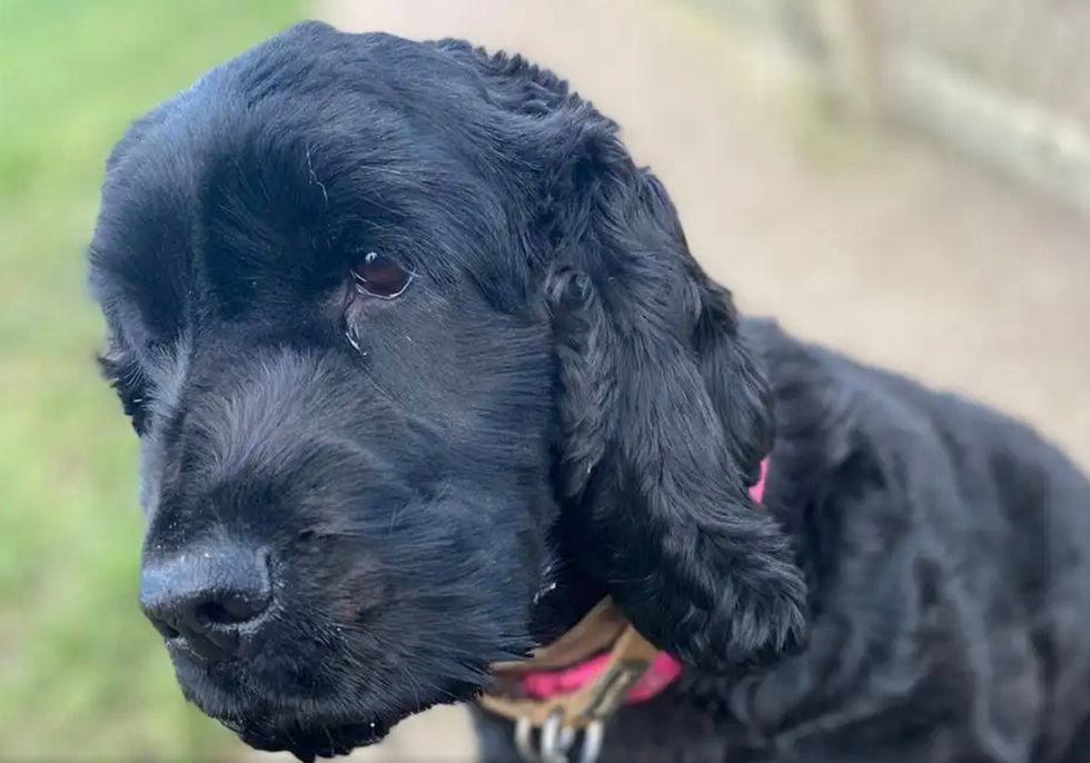 Two-year-old spaniel, Hattie