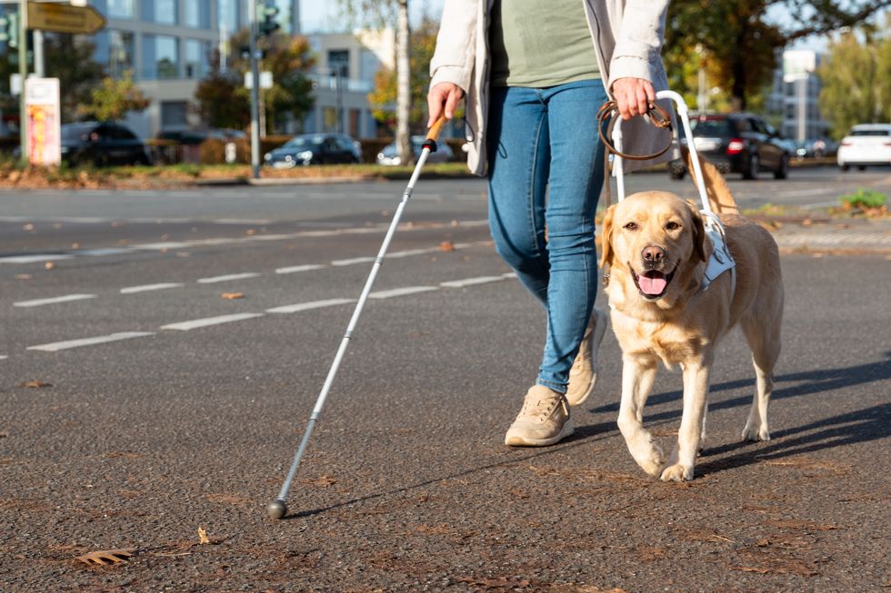 \u200b(File pic) Guide dog helps woman cross road