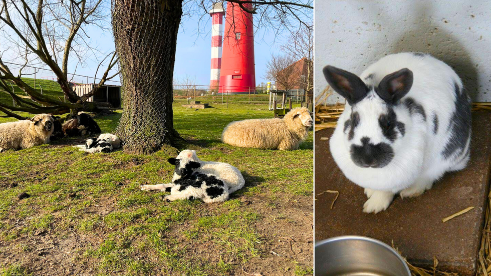 \u200b\u200bKinderboerderij Hoek van Holland animals