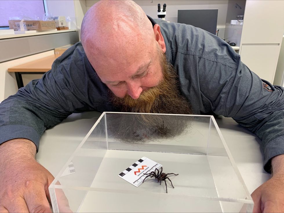 \u200b\u200bSpider expert Kane Christensen first spotted the spider back in 2018