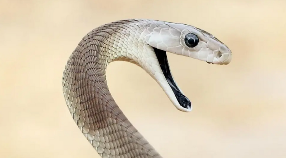\u200bA black mamba