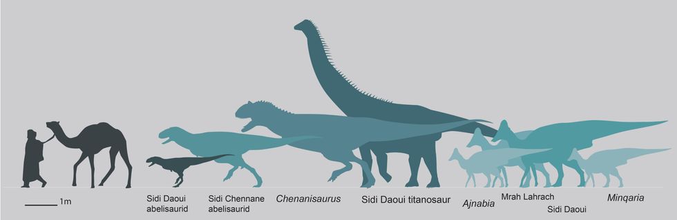 \u200bA diagram indicating the size of the new species in comparison to humans and other dinosaurs