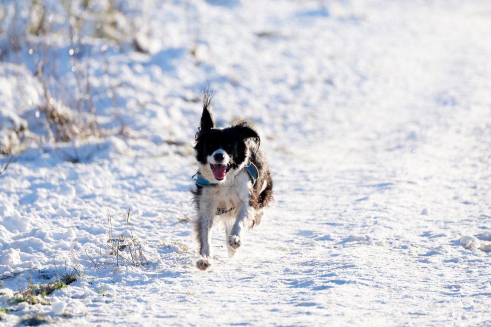\u200bA dog runs through snow in the Pentland Hills, Scotland