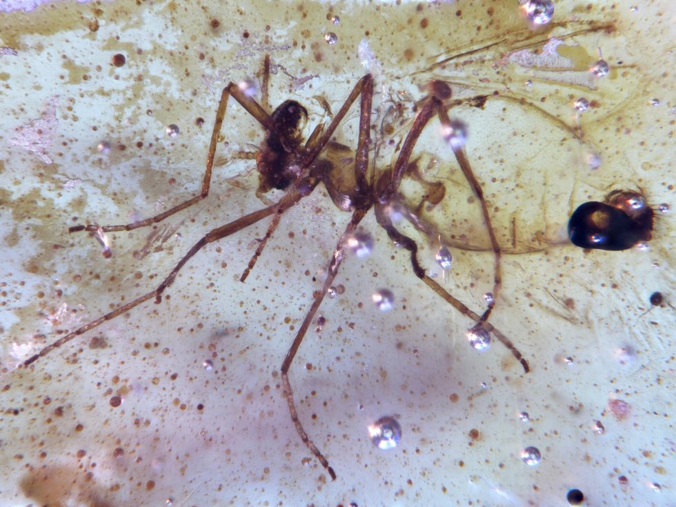 \u200bA fly of the family Chironomidae, non-biting midges, is seen trapped in amber dating to 112 million years ago discovered at the Genoveva quarry in Ecuador,