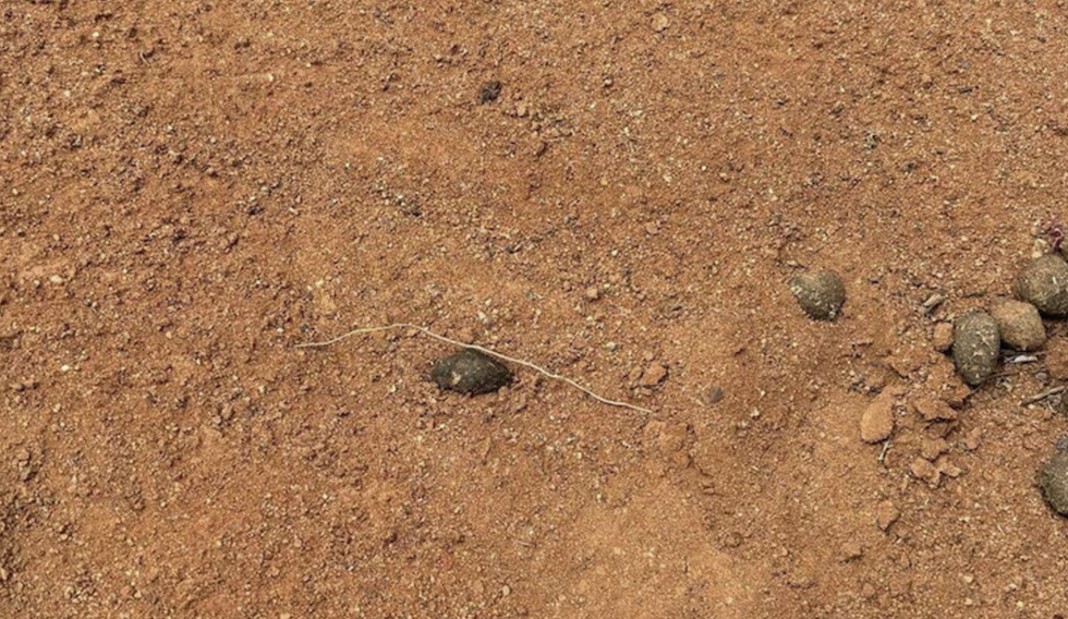 \u200bA footprint was found around 500m from where Gus was last seen