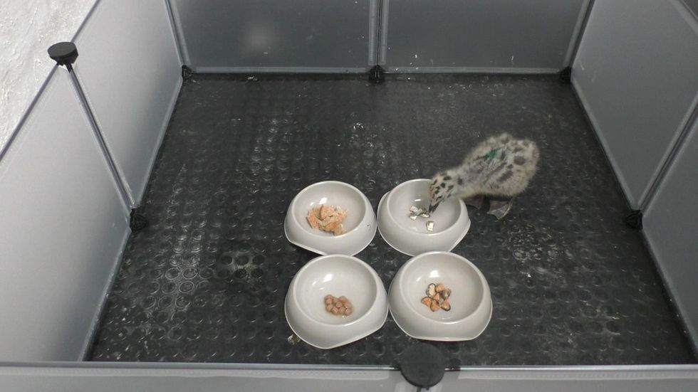 \u200bA Herring Gull chick being presented with four types of food