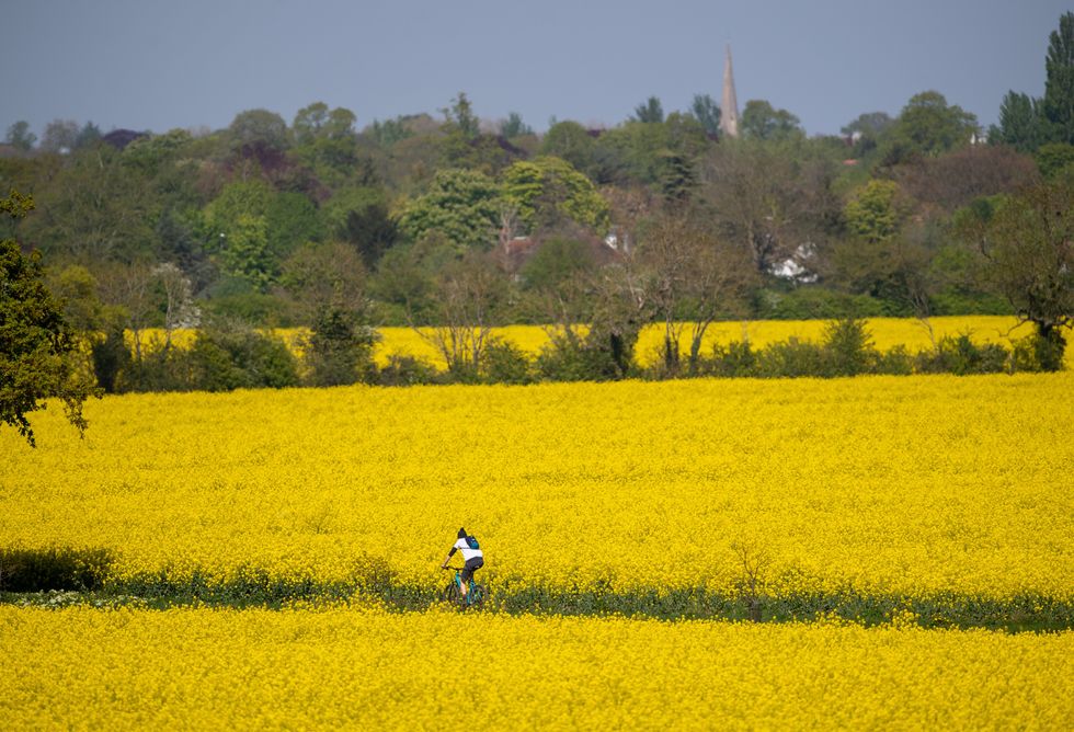 \u200bA man cycles between rapeseed fields in Grantchester near Cambridge