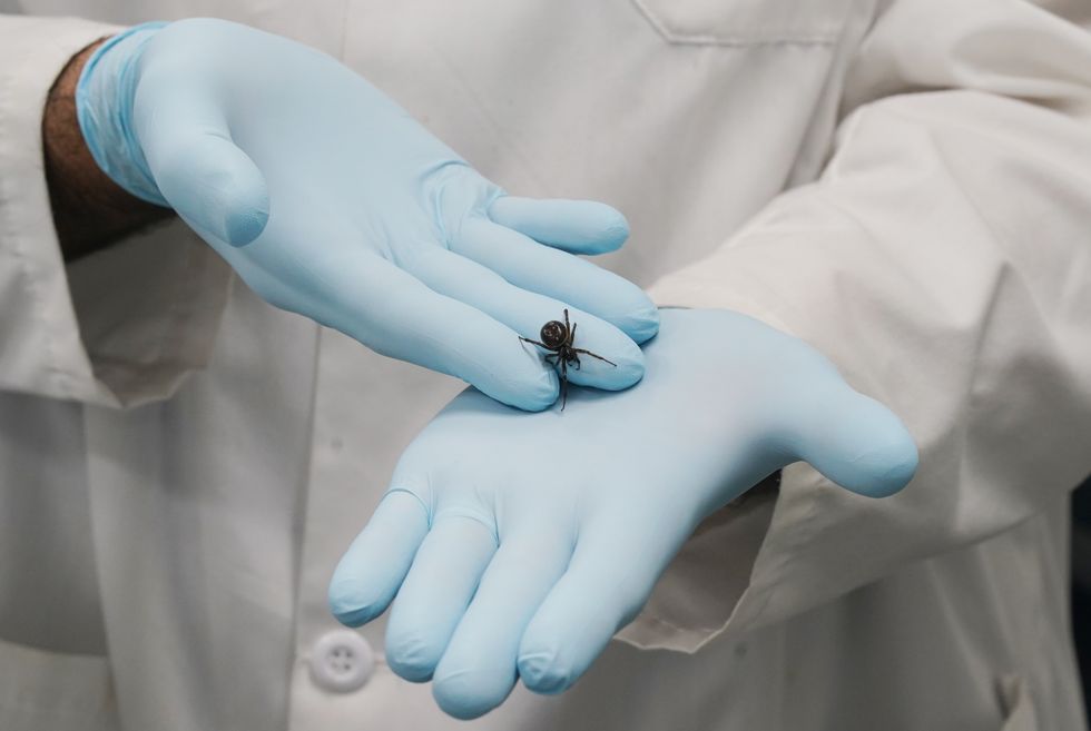 \u200bA Noble False Widow (Steatoda Nobilis) spider (file pic)