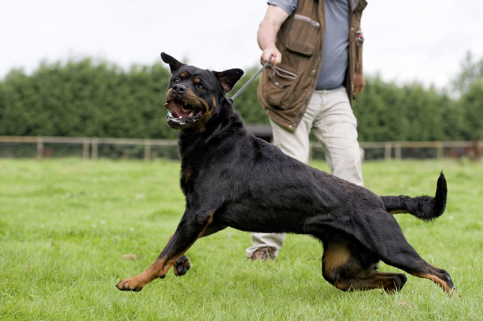 \u200bA Rottweiler