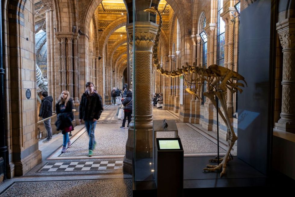 \u200bA skeleton of the Giant Moa