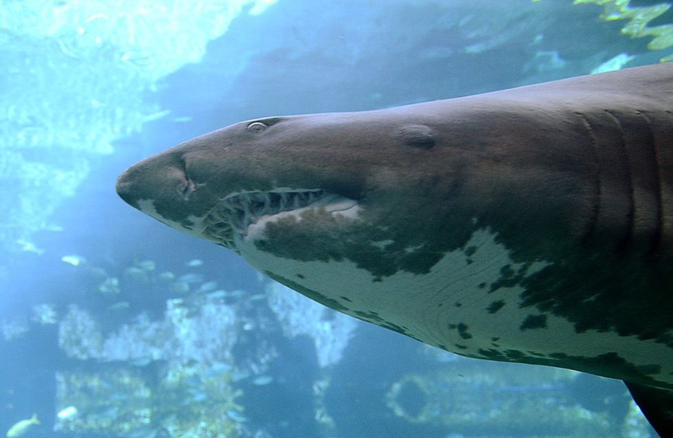 \u200bA spotted sand tiger shark (file pic)
