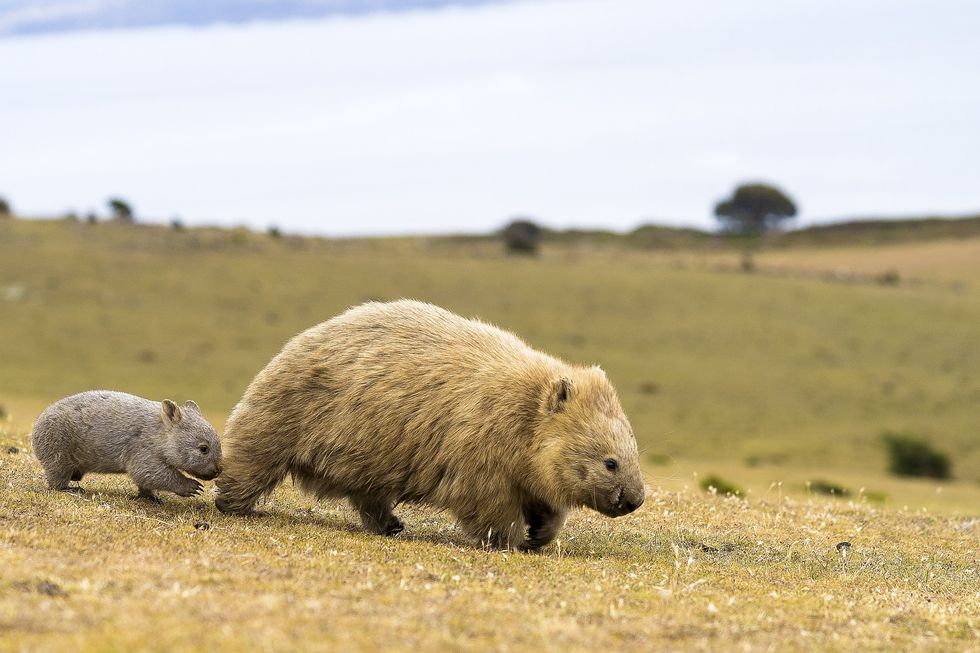 \u200bA wombat and a joey (file pic)