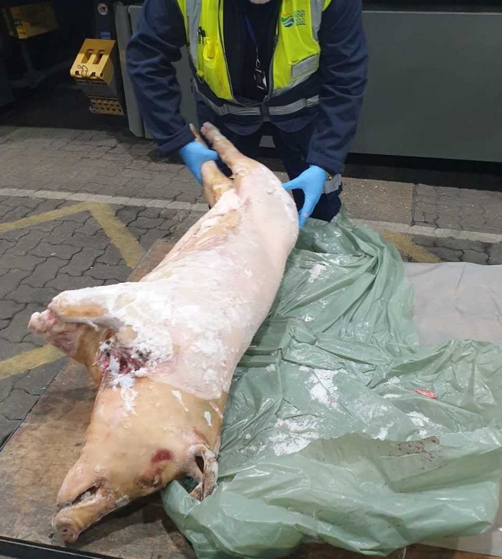 \u200bAfrican Swine Fever is surging across Africa, Asia and Europe