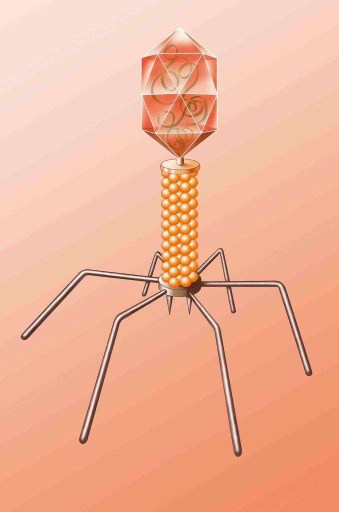 \u200bAn example of a Bacterium Phage