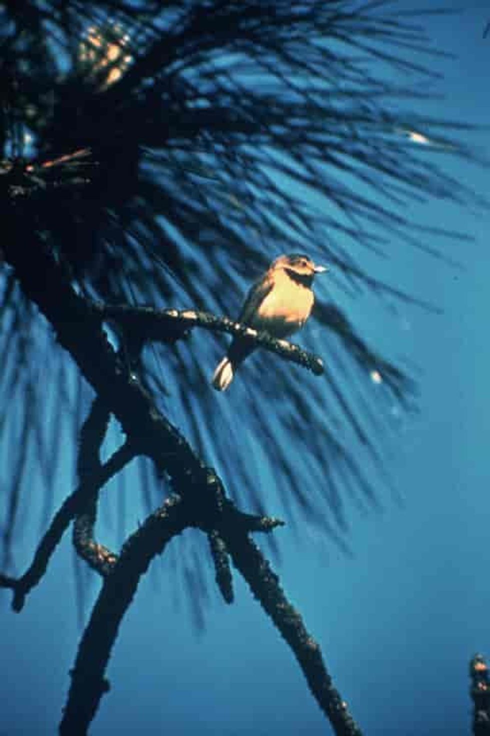\u200bBachman's Warbler,