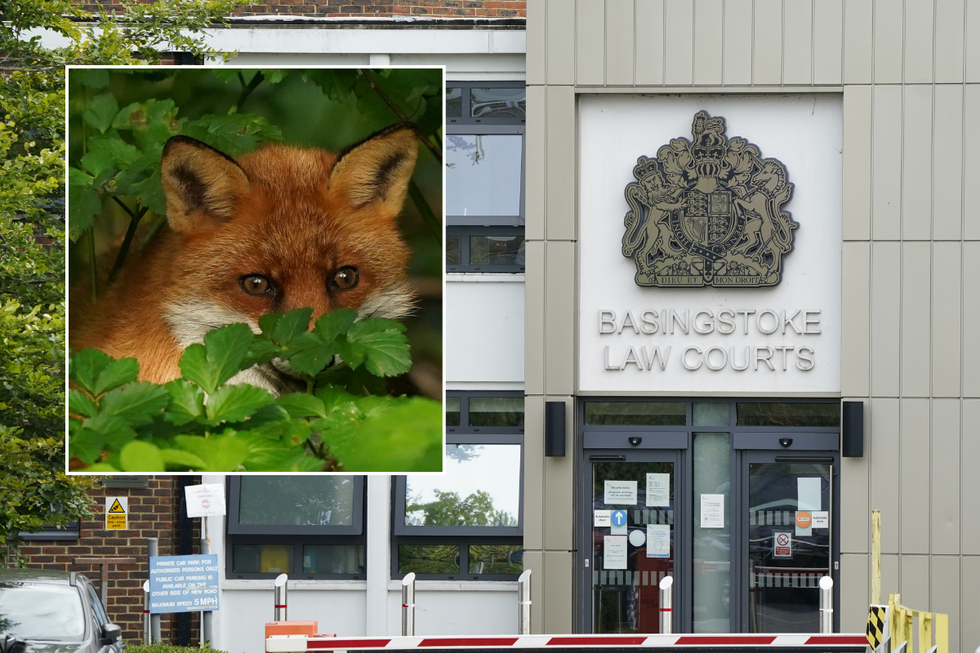 \u200bBasingstoke Magistrate's Court, fox