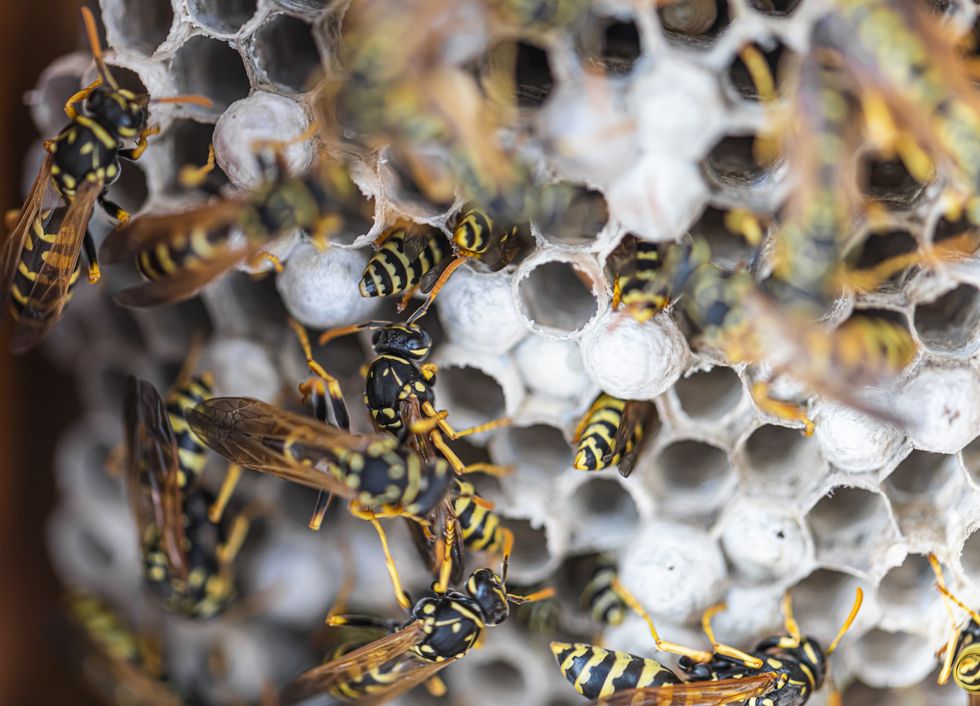 \u200bBritons have been warned of a swarm of wasps