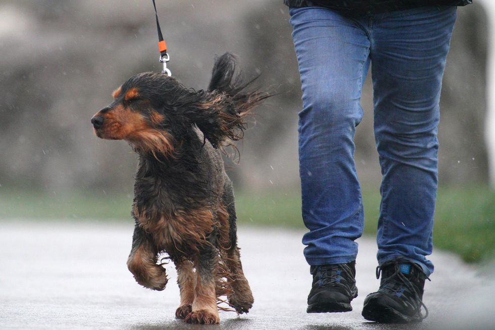 \u200bDog walkers are being warned ahead of this week