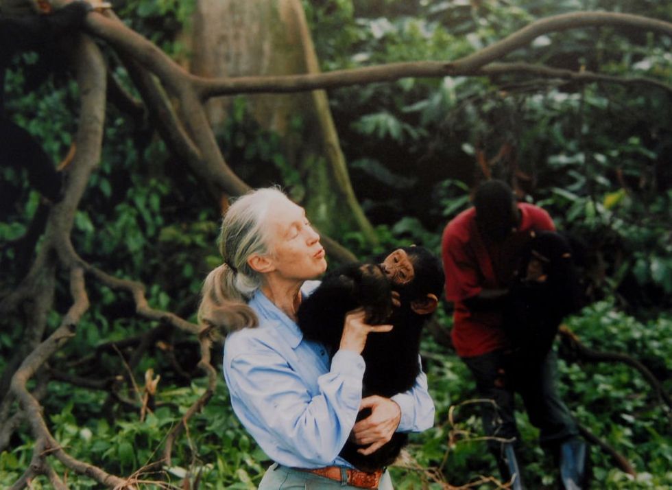 \u200bDr Goodall, pictured in 1995