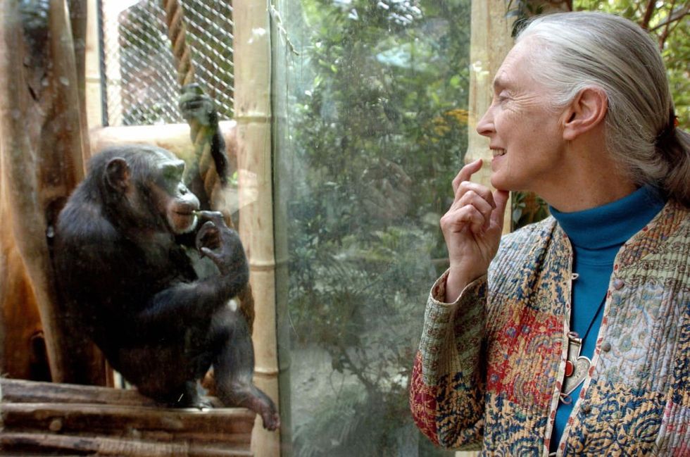 \u200bDr Jane Goodall