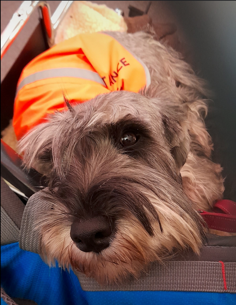 \u200bElanor's Assistance Dog Genie's Dream