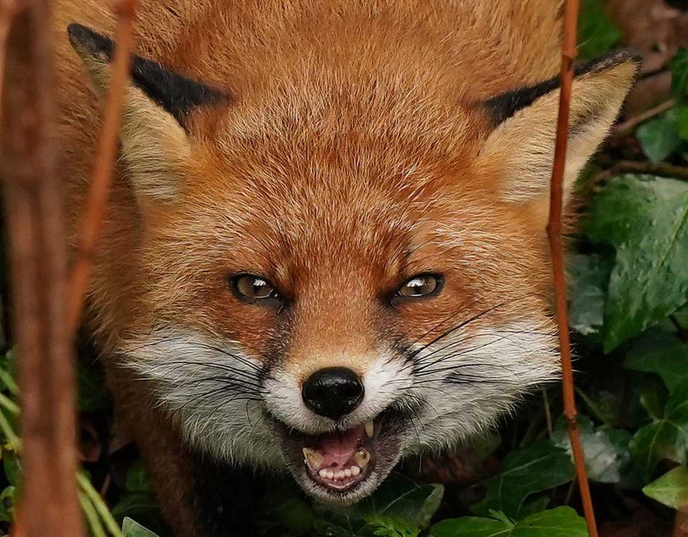 \u200bFoxes have been targeting residents in the Hampshire town