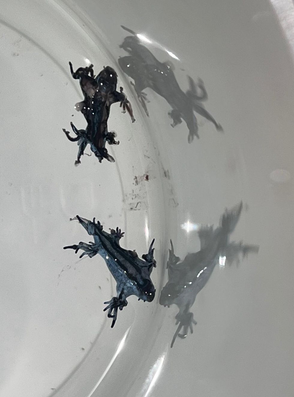 \u200bGlaucus atlanticus are usually found in warmer waters