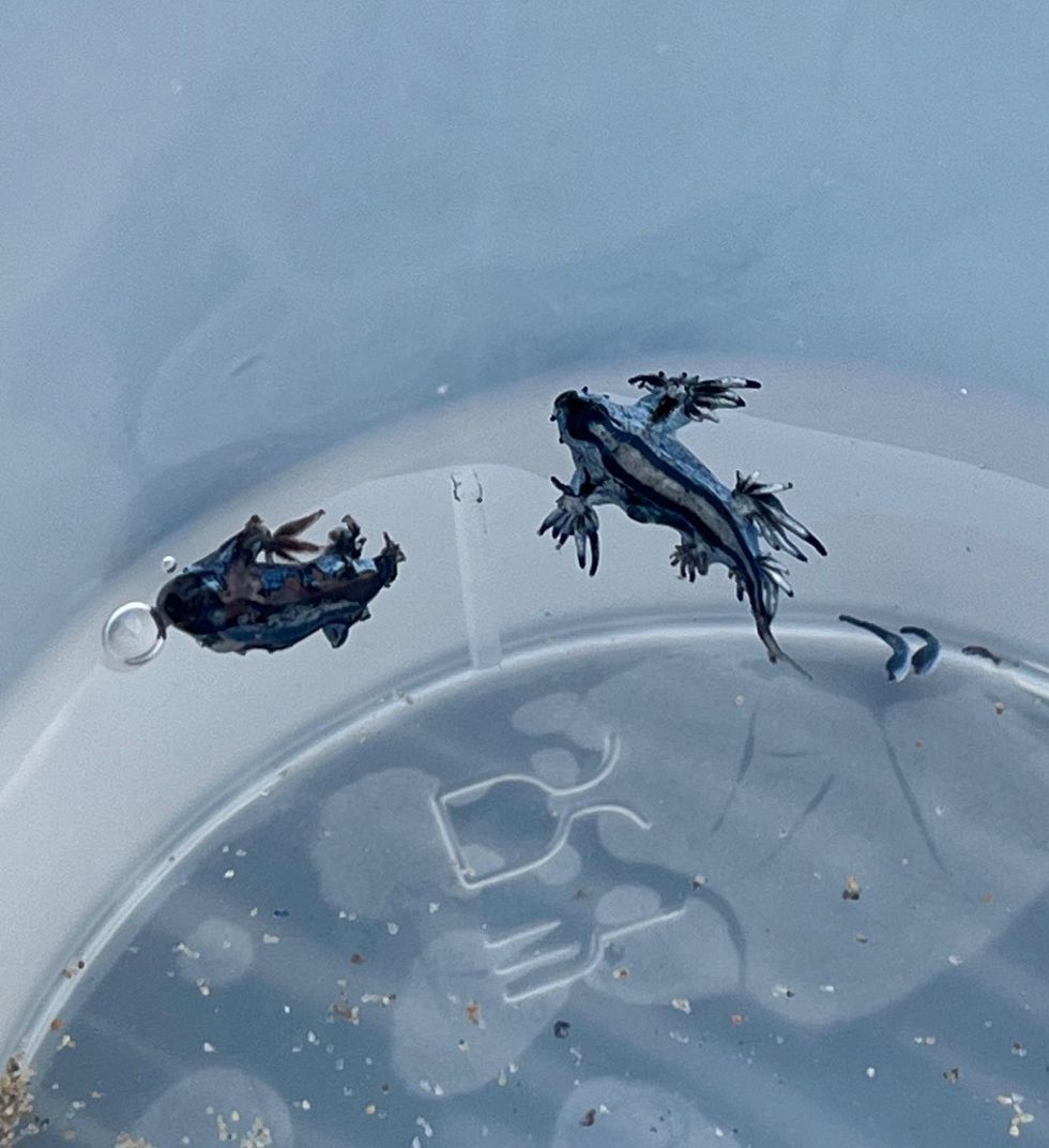 \u200bGlaucus Atlanticus