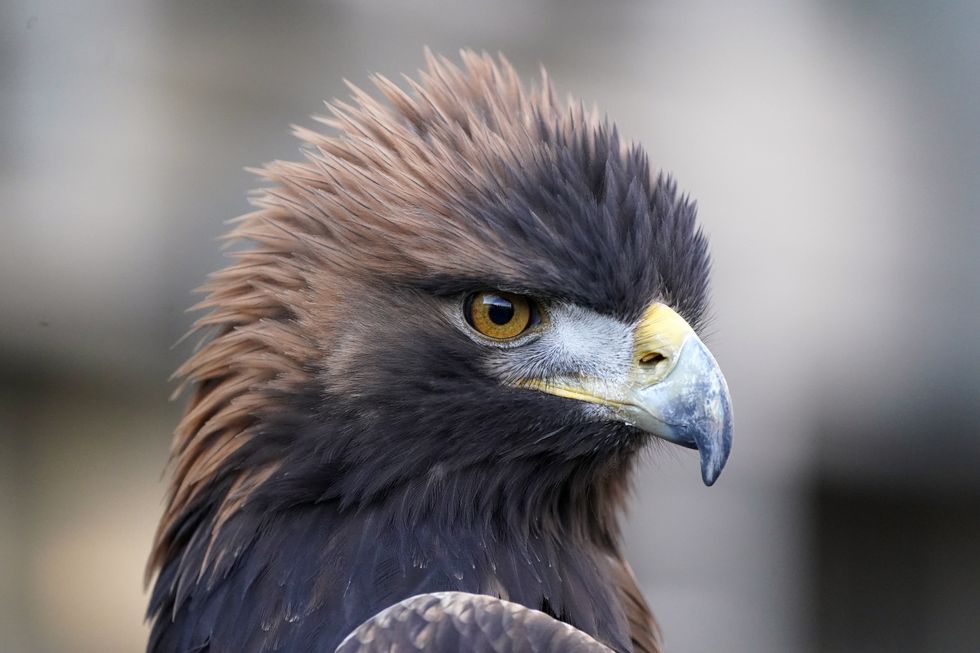 \u200bGolden eagles could be reintroduced to England