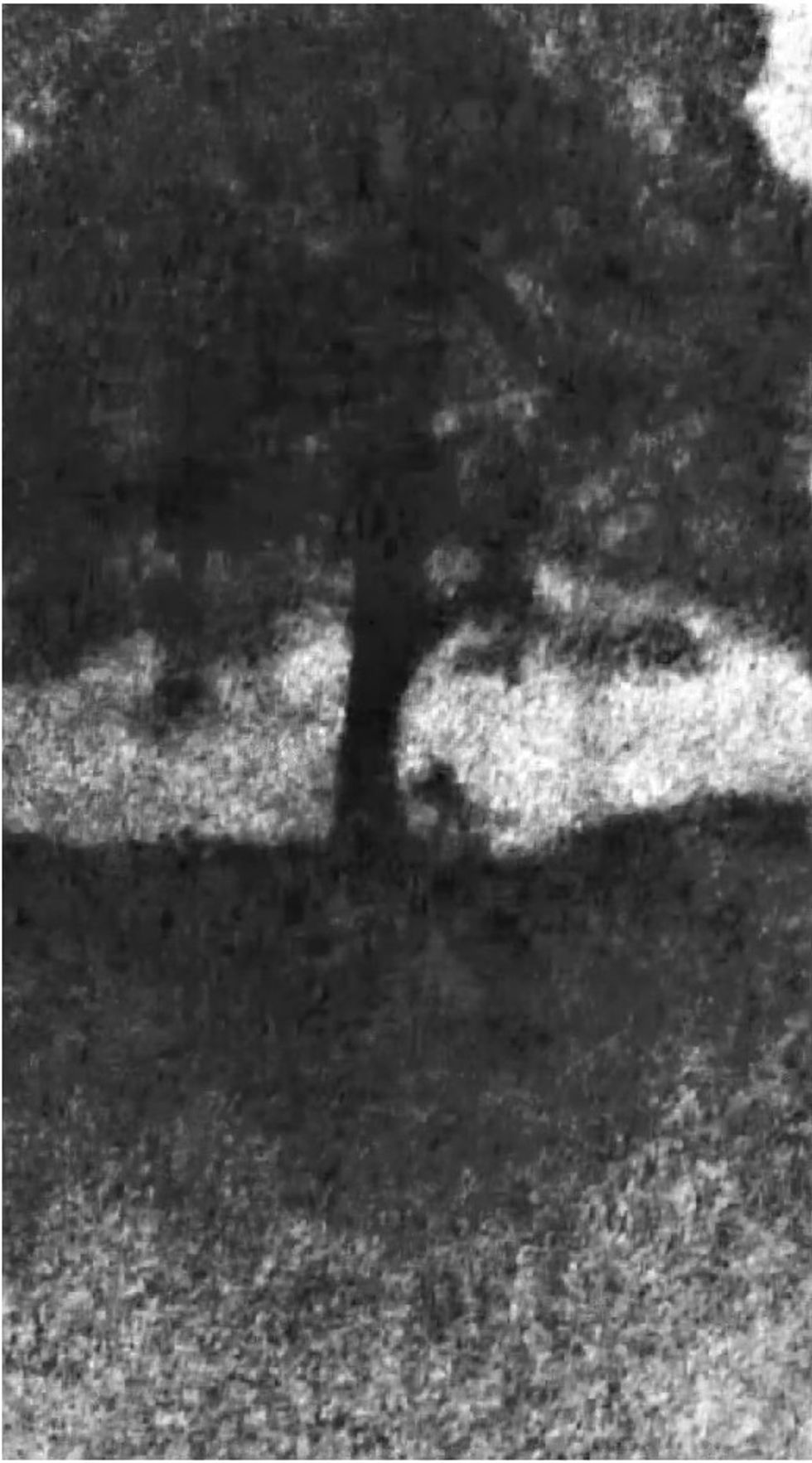 \u200bGrainy footage enhanced by Northumbria Police shows the moment the alleged fellers chopped down the tree with a chainsaw
