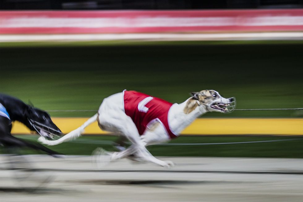 \u200bGreyhound racing