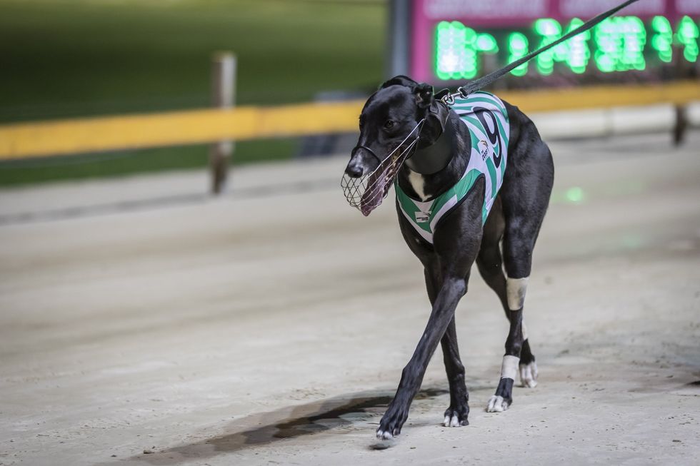 \u200bGreyhound racing