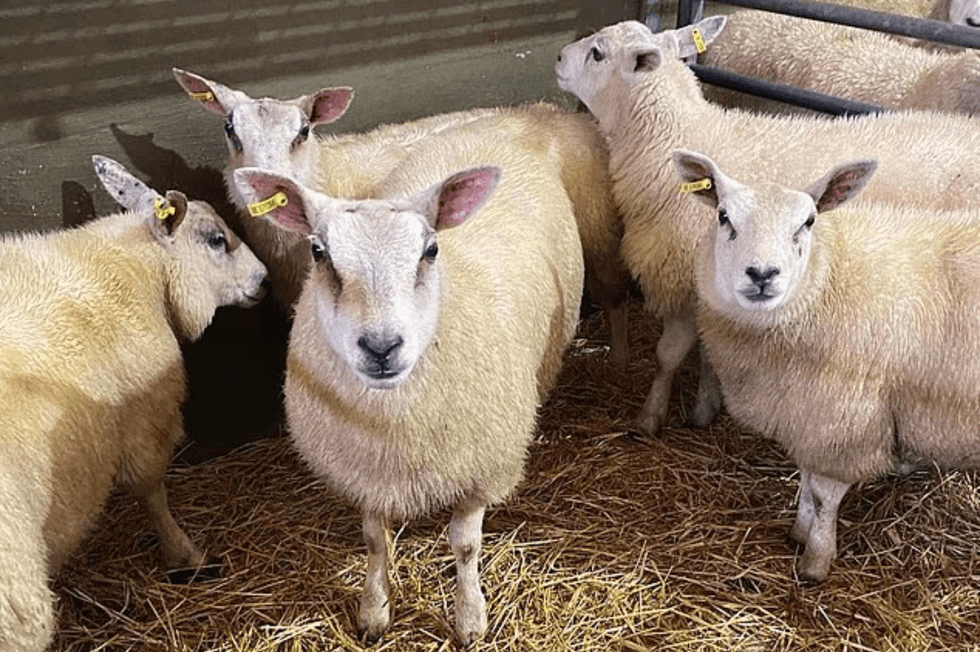\u200bHelen Lowe's sheep
