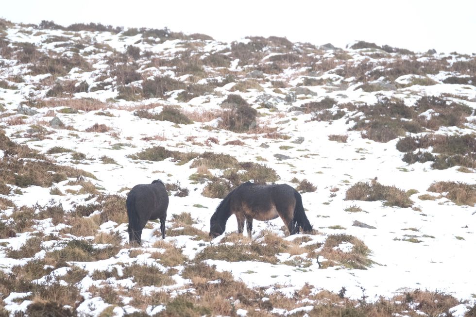 \u200bHorses in snowy conditions on Dartmoor earlier this year