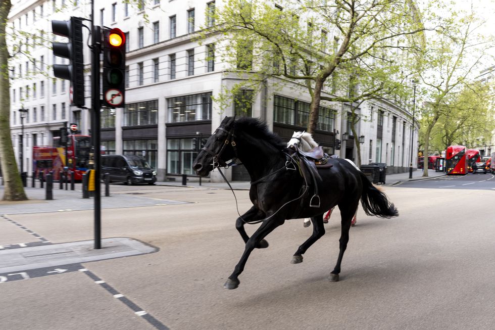 \u200bHorses were seen running loose near Victoria station