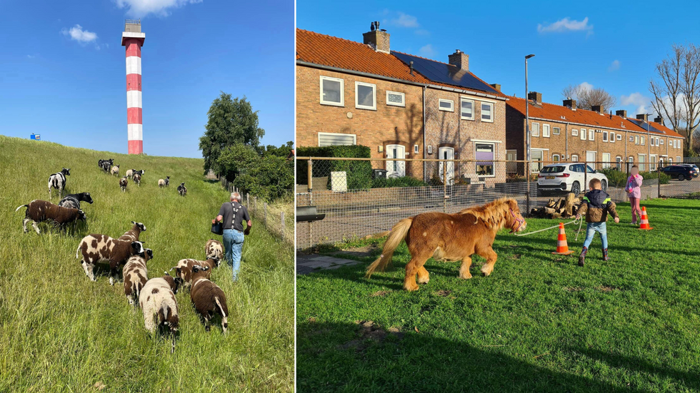 \u200bKinderboerderij Hoek van Holland