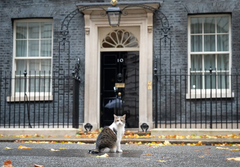 \u200bLarry the Downing Street cat