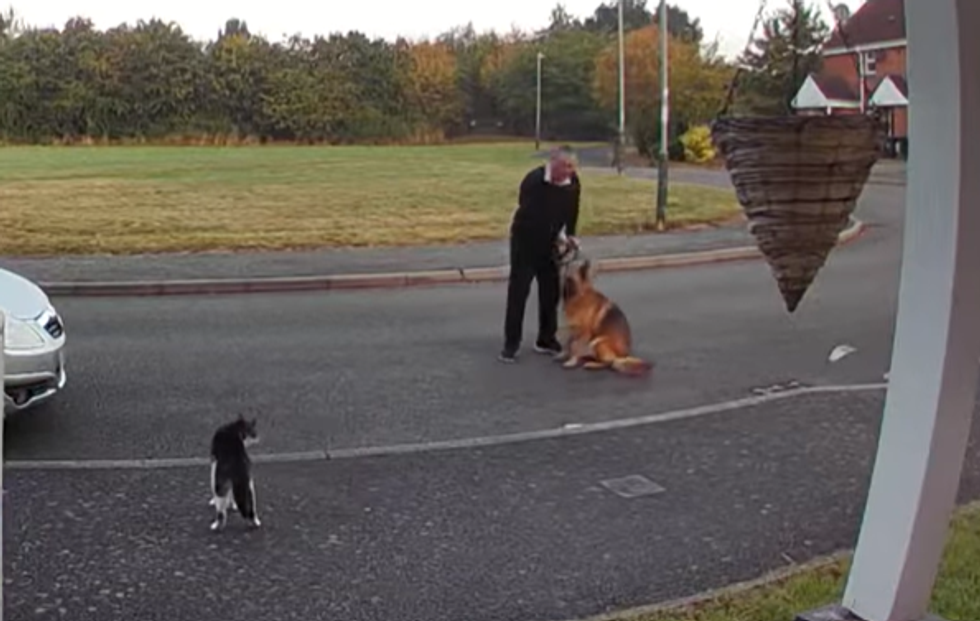 \u200bLenny the cat was minding his business before the horrific cat