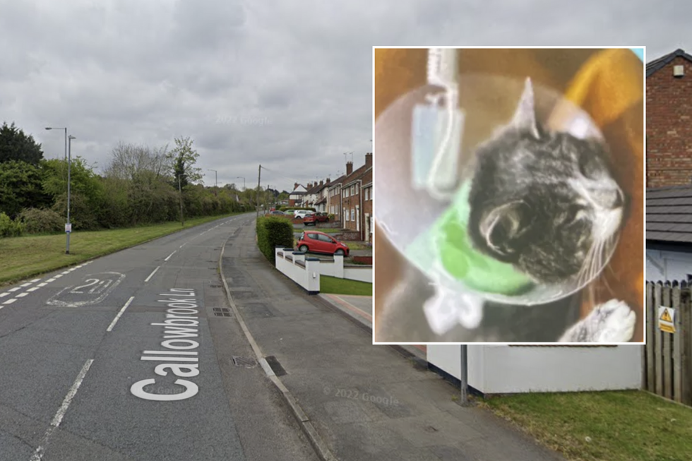 \u200bMog was attacked in the driveway