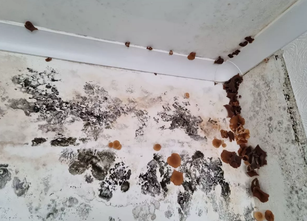 \u200bMould and mushrooms grew on the walls