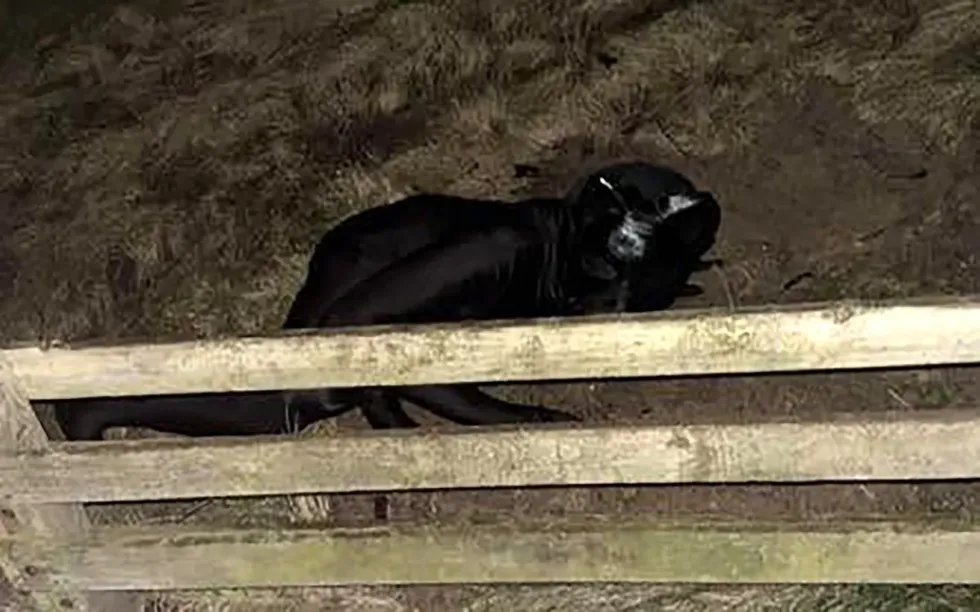 \u200bOne local said they 'felt more confused than scared' upon seeing the figure