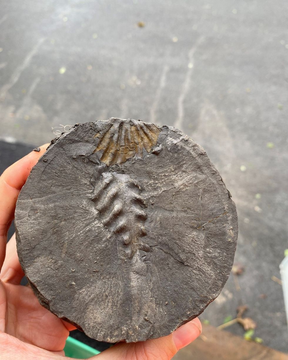 \u200bOne of the fossils discovered