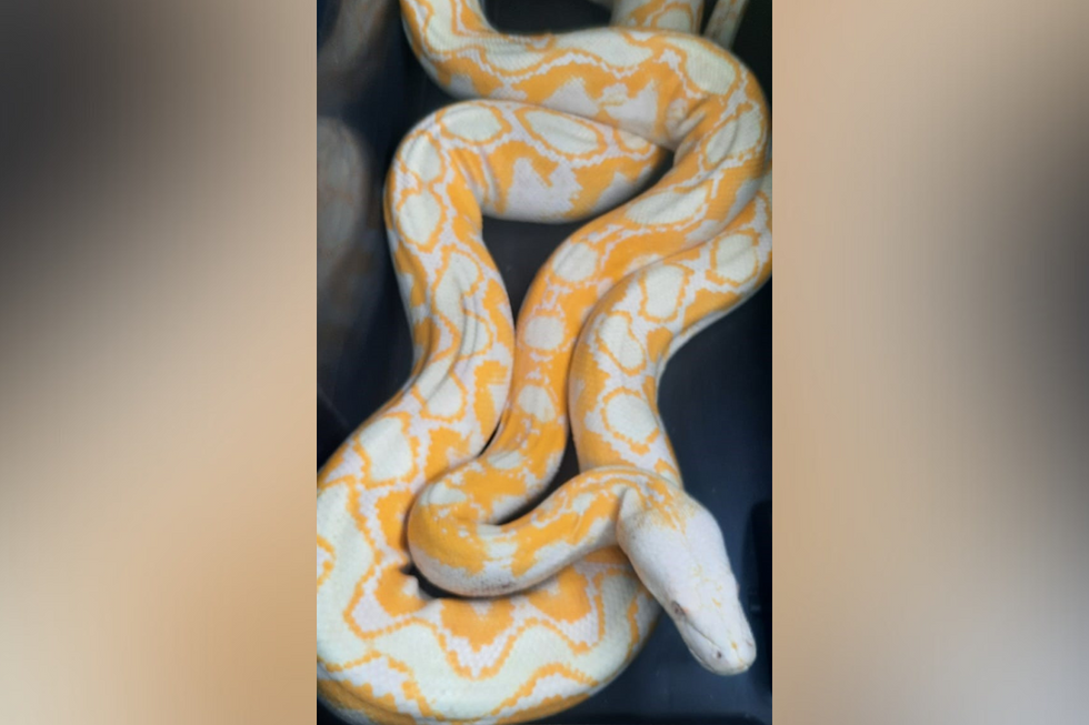 \u200bOne of the snakes captured by detectives